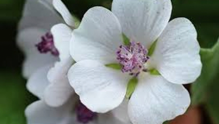 GAJENJE OVE BILJKE JE OPASAN BIZNIS! Sa 1.000 evra investicije za godinu dana zarada 9.000