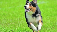 PSI NE PODNOSE OVE STVARI Ljubimac će pokušati govorom tela da pošalje diskretne signale da baš ne uživa