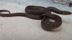 SANJALI STE ZMIJU: Ako ste je ovako videli, stara verovanja kažu da to nije dobar znak!