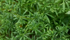 SVI MISLE DA JE KOROV I UPORNO JE UNIŠTAVAJU: Odlična je kao dodatak jelima, a neizmerno je zdrava