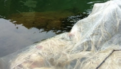 STRAVA I UŽAS U BANJALUCI Pronađeno telo muškarca u Vrbasu