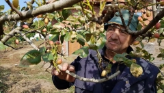 NAJSTARIJA I NAJZDRAVIJA NAMIRNICA NA SVETU Jedna šaka dnevno štiti srce, reguliše težinu, a kožu čini sjajnom i lepom