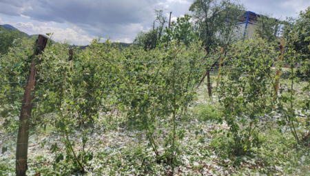 CRNI OBLACI I DALJE PRETE Voćari ponovo sa strepnjom gledaju u nebo, načinjena šteta već je ogromna   (FOTO)