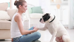 NE TREBA VAM DRESER Evo kako da psa naučite osnovne komande- korak, po korak!