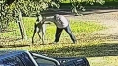 OVO SE NE VIĐA SVAKI DAN Kengur pretukao bivšeg boksera (VIDEO)