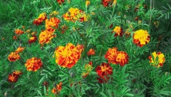 10 RAZLOGA DA U BAŠTI GAJITE NEVEN: Cvet koji ne umire, izdržaće sve - od lošeg vremena, do goreg baštovana!