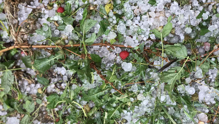 OPUSTOŠENO ARILJE: Najviše stradala malina, ima i potpuno unišenih useva