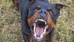 KAZNA OD 50.000 DINARA ZA OPASNOG PSA BEZ POVOCA Kako disciplinovati vlasnike pit bulova i staforda