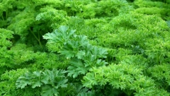 BILJKA KOJA RASTE U SAKSIJI I DVORIŠTIMA RIZNICA JE ZDRAVLJA: Puna je vitamina i minerala, uzgaja se i zimi i leti