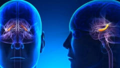 OVA HRANA DODVODI DO UPALE MOZGA Ne možemo bez nje, a ona ođtećuje ćelije i ubrzava starenje