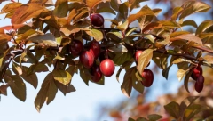VOĆKA KOJU SVI ZAPOSTAVLJAJU JE JEDNA OD NAJZDRAVIJIH NAMIRNICA: Prirodno je sredstvo protiv zatvora i pomaže kod upale žučne kese