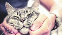 PONAŠAJU SE KAO BEBE Evo zašto mačka ima običaj da nas iznenada ujede dok prede