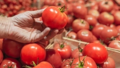 ŽENE SU POLUDELE ZA PARADAJZ DIJETOM: Kilogrami se tope neviđenom brzinom, ali na jednu stvar obratite pažnju!
