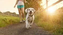 Reagujte na vreme: Šta treba da uradite ako vašeg psa ujede zmija?