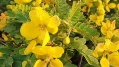 REDUKUJE KILOGRAME, ČISTI CREVA I SMANJUJE NADUTOST Jedna šolja napitka od ove čudesne biljke rešiće vas svih muka