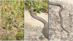 ZMIJE OPSEDAJU VIŠNJICU Snimljen gmizavac od dva metra u dvorištu, palaca jezikom, građani uznemireni (VIDEO)