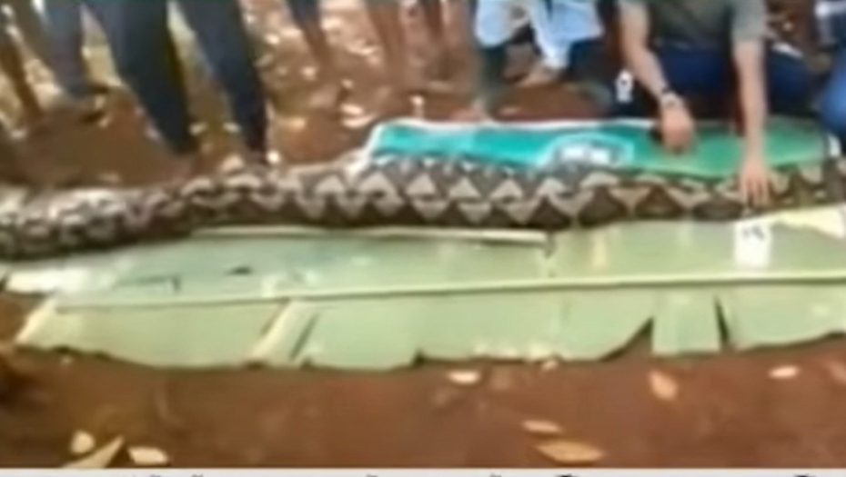 (UZNEMIRUJUĆI VIDEO) SINOVI JE ČEKALI KUĆI, A ONA SE NIJE VRATILA IZ BAŠTE Ženu iz Indonezije progutao piton