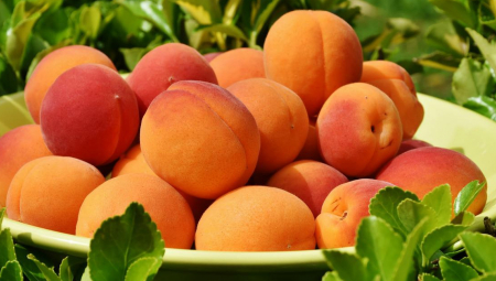 MOĆ DVE KAJSIJE DNEVNO Otkrijte šta se dešava u vašem telu