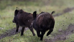 U ZAGREBU NIKAD VIŠE DIVLJIH SVINJA Neko ih hrani, neko u strahu, objavljeno uputstvo u slučaju susreta (VIDEO)