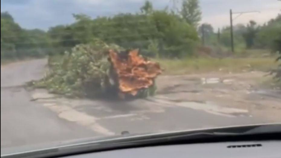 JOŠ JEDNA OLUJA Snažno nevreme zahvatilo Zaječar i Knjaževac, vetar obarao stabla