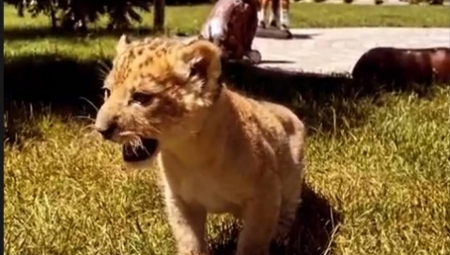 LAV PRONAĐEN NA PUTU KOD SUBOTICE Hitno pozvana policija