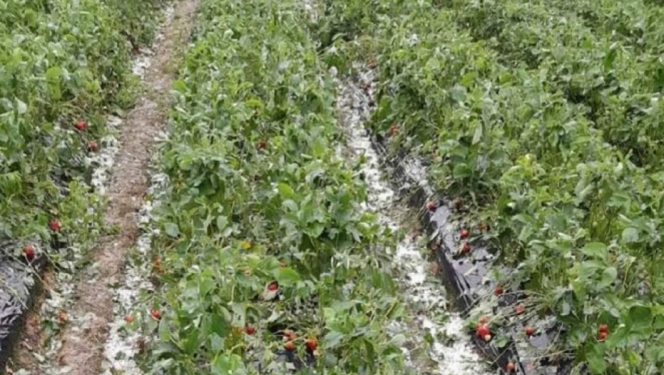 POLISA OSIGURANJA VRATI ONO ŠTO GRAD I POPLAVE UNIŠTE Srpski poljoprivrednici sa zebnjom gledaju u nebo i nadaju se najboljem