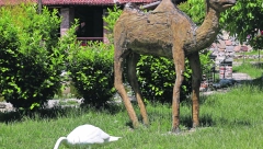 OVAJ LABUD, STANOVNIK JEDNOG ETNO-KOMPLEKSA KOD PARAĆINA Uživa, ima jezerce, ali i travnjak sa odličnom ponudom zeleniša
