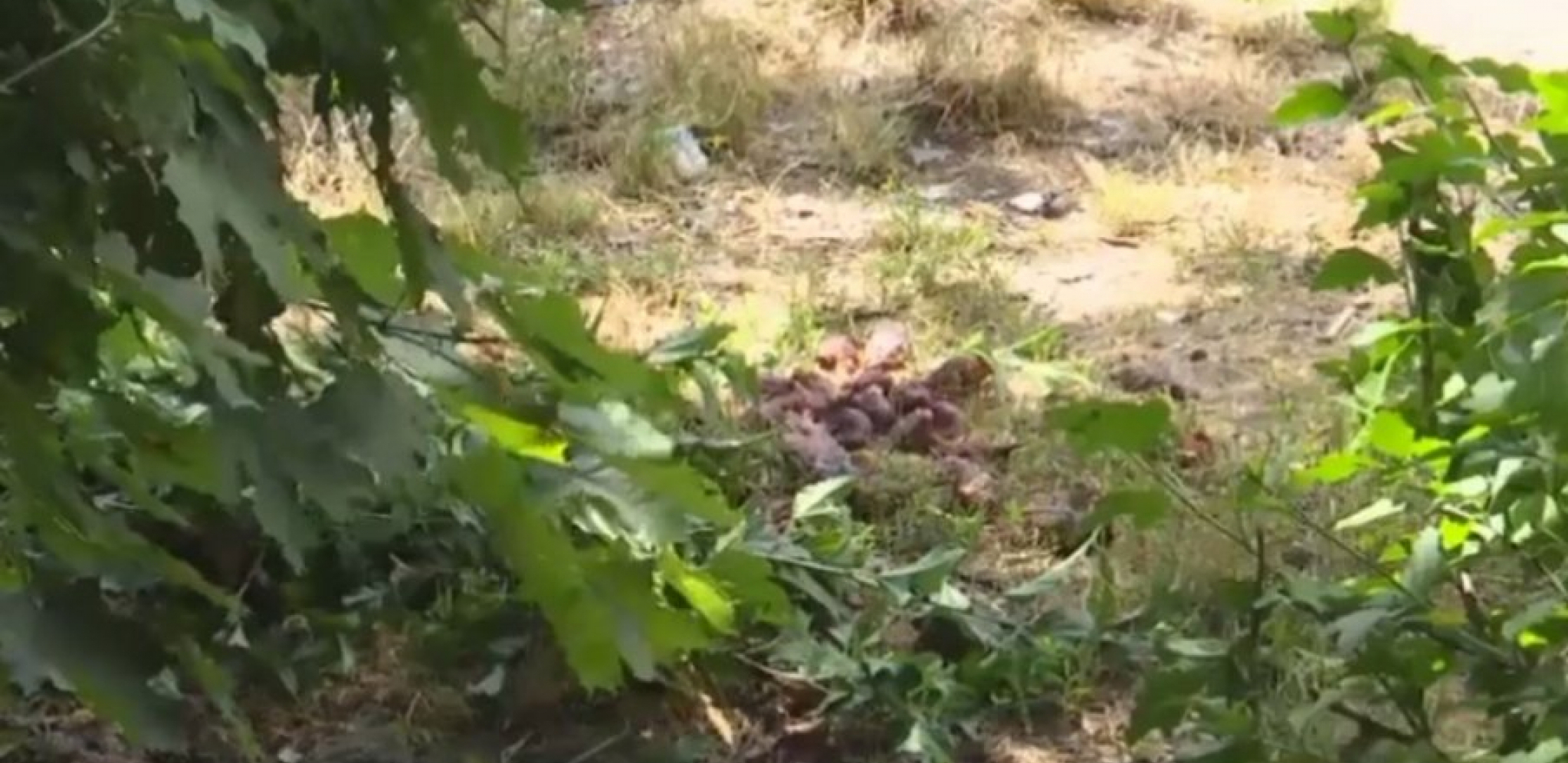 REŠENA MISTERIJA NA VOŽDOVCU Otkriveno ko i zbog čega baca pileće iznutrice po Beogradu