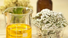 Jedna od najlekovitijih biljaka: Kako hajdučka trava deluje na organizam?