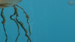 Morska životinja opekla dete na Tasosu, a onda se oglasio SRBIN