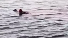 POSLEDNJE REČI ŽENE KOJU JE UBILA AJKULA U HURGADI Samo nekoliko trenutaka pred smrt bezbrižno šetala plažom!