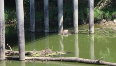 BRAT PRIJAVIO NESTANAK: Otkriven identitet muškarca čije je telo pronađeno u Savi