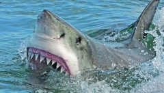 ZASTRAŠUJUĆE Brčkali se u plićaku, veselo mašući dronu, ne sluteći kakva neman im prilazi