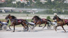 DERBI Jokićev konj završio treći! (VIDEO)