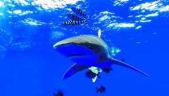 AMPUTIRAĆE JOJ NOGU Devojka koju je napala ajkula ispričala šta se dogodilo kobnog dana