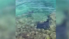 HAOS U EGIPTU SE NASTAVLJA Pojavile se ogromne raže u plićaku, turisti u panici