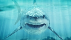 ON JE PREŽIVEO NAPAD AJKULE I ŽELI DA ZAPAMTITE OVO Primenite ovih pet stvari, samo tako možete da je pobedite