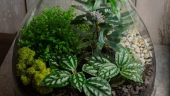 OVU OTROVNU BILJKU MNOGI DRŽE U KUĆAMA Veoma je popularna tokom praznika, treba biti oprezan sa njom!