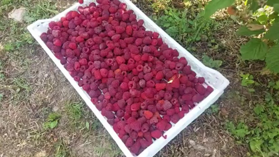 NIKO NEĆE DA RADI, A MALINA SPREMNA ZA BERBU! Dnevnica 6.000 dinara - mladi beže od posla!