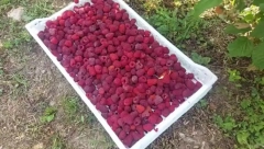 "OTKUPLJIVAČI MALINA DA SE DRŽE DOGOVORA" Ministarstvo poljoprivrede uputilo apel