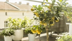 SPASITE CVEĆE OD BILJNIH VAŠI: Možete ih se rešiti uz pomoć jednog sastojka