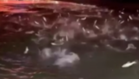 RIBLJI EXIT Razrešena misterija, evo šta je uzrok nestvarnog prizora na Savi koji je zabrinuo građane (VIDEO)