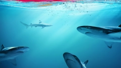 PANIKA NA PLAŽI Ajkule plivale na metar od kupača