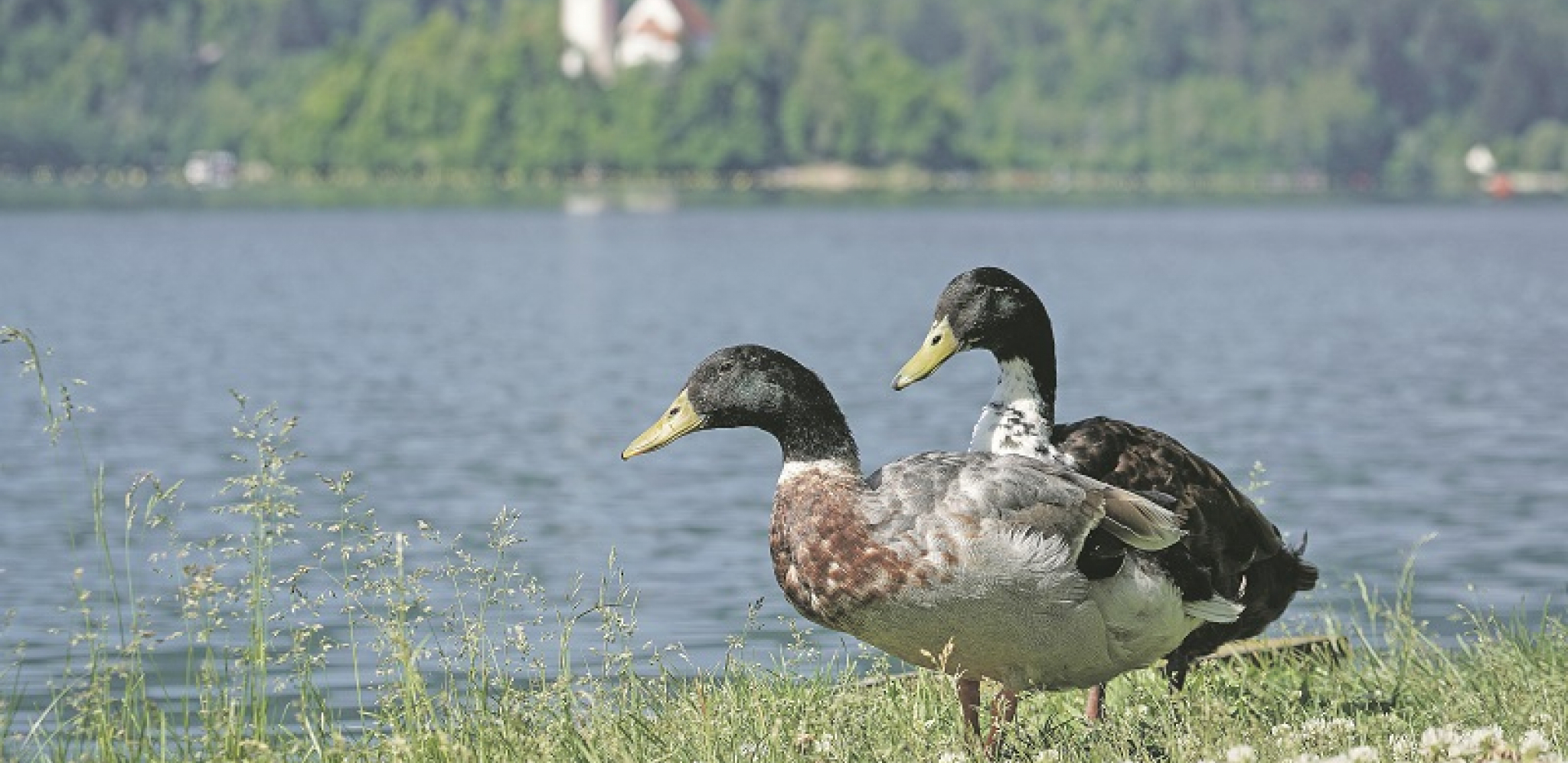 MEŠTANI UŽIVAJU U NAJLEPŠEM POGLEDU Bledsko jezero lepše od krempite