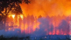 POŽAR U BOSANSKOM PARKU PRIRODE GUTA SVE PRED SOBOM Nezaustavljivo se širi u svim pravcima, 50 vatrogasaca na terenu