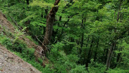 ŠUMSKI PREDATOR UTERAO STAH U SRPSKOM SELU "Plašimo se za decu! Gotovo svako jutro izađe na put kao da zna red vožnje"