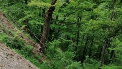 SAMO SE SRUŠIO KAO POKOŠEN Lovac u šumi upucao čoveka