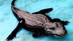 ROĐENDAN Alo! u poseti beogradskom zoološkom vrtu: Muja najstariji aligator na planeti