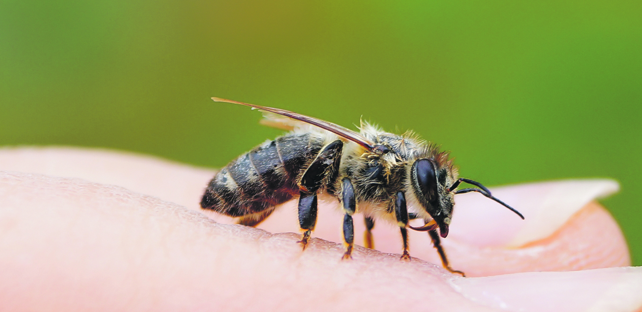 SPAS JE U OVIM BILJKAMA Ovo je najbolji način da oterate uporne insekte
