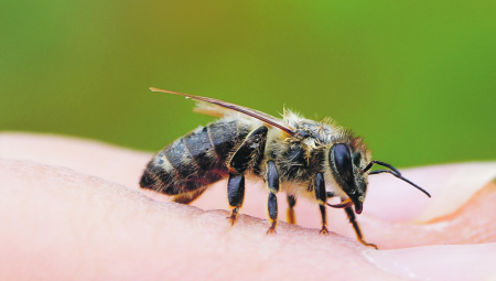 SPAS JE U OVIM BILJKAMA Ovo je najbolji način da oterate uporne insekte